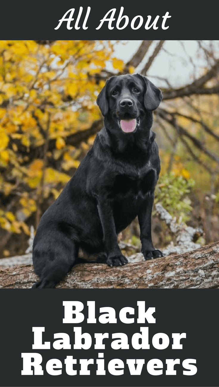 all about black labs