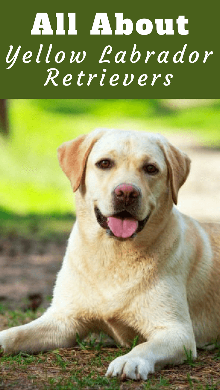 Featured image of post Unterschied Charakter Labrador Und Golden Retriever