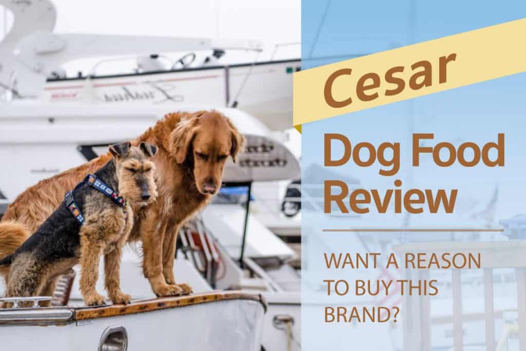 cesar dog food good for dogs