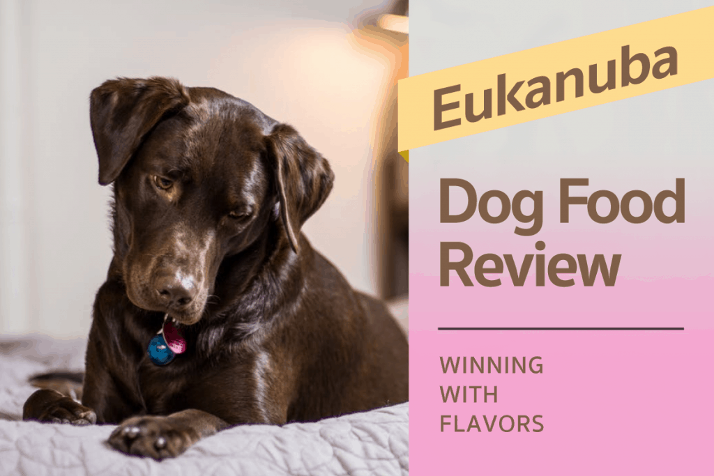 eukanuba labrador dog food