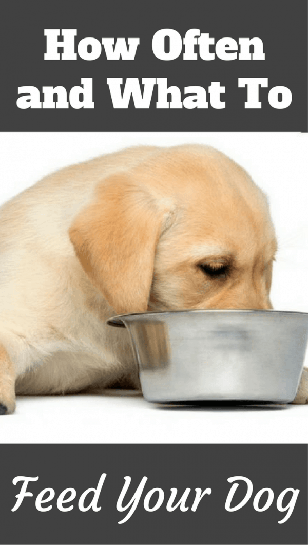 Labrador Puppy Food Chart