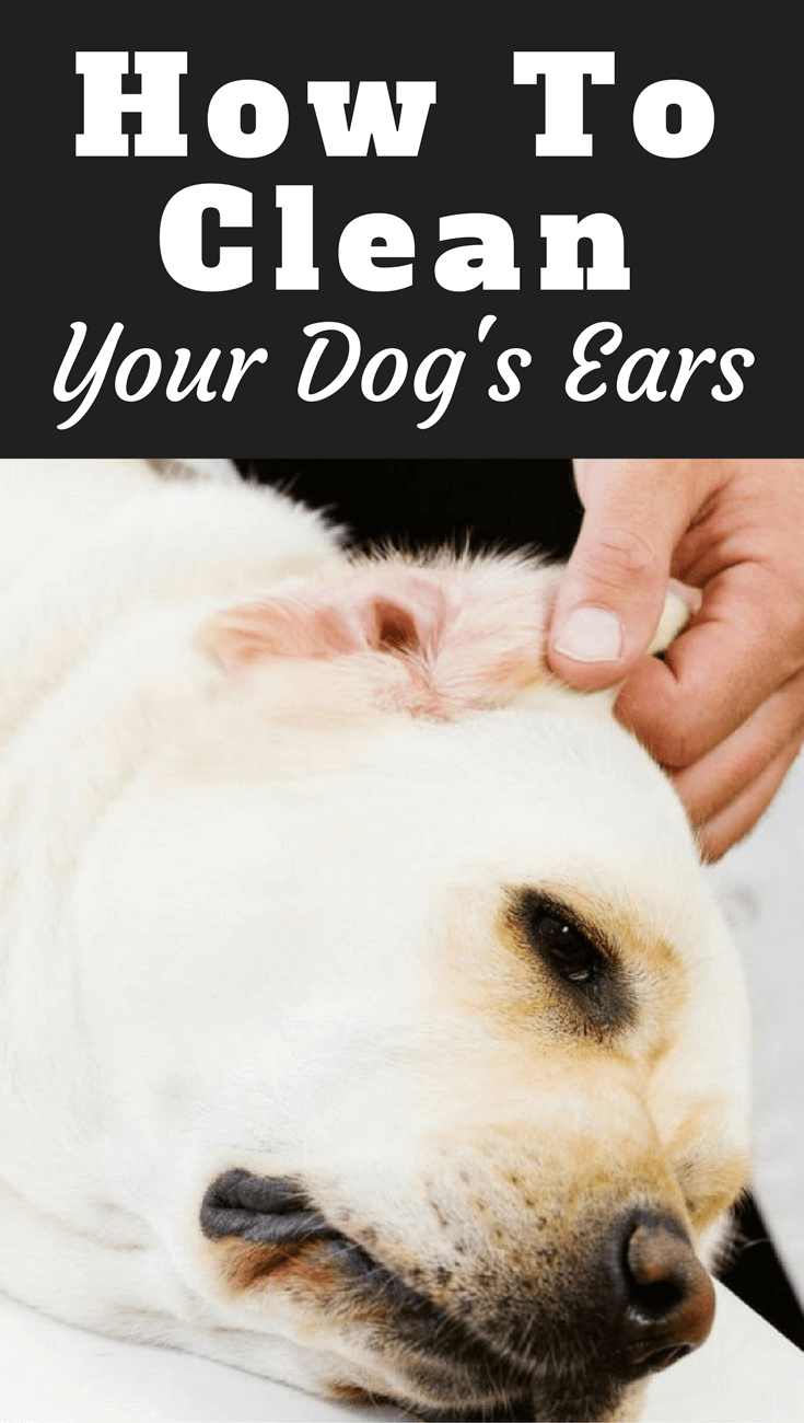 How to Clean Your Labradors Ears - And Why You Should Do It