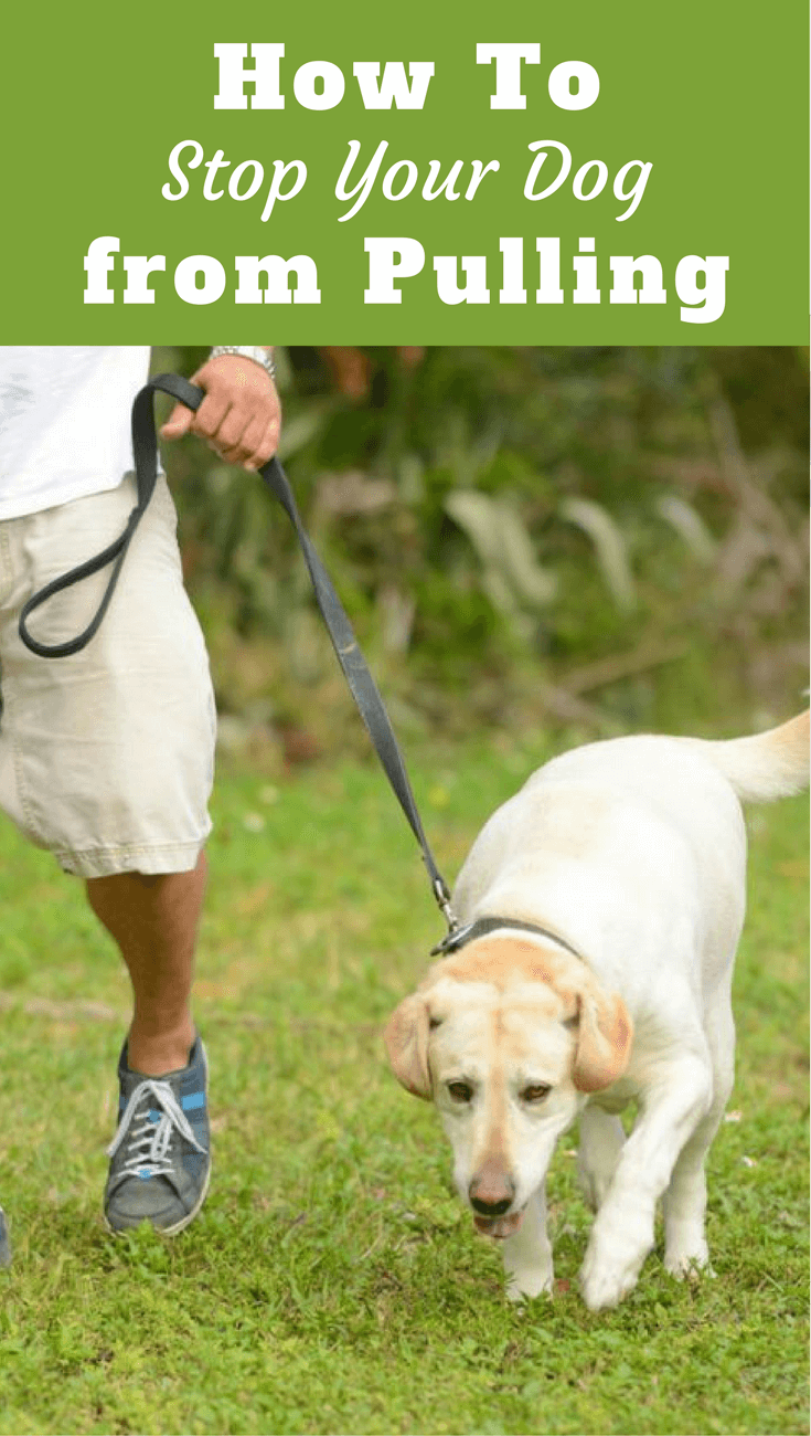 labrador pulling on lead