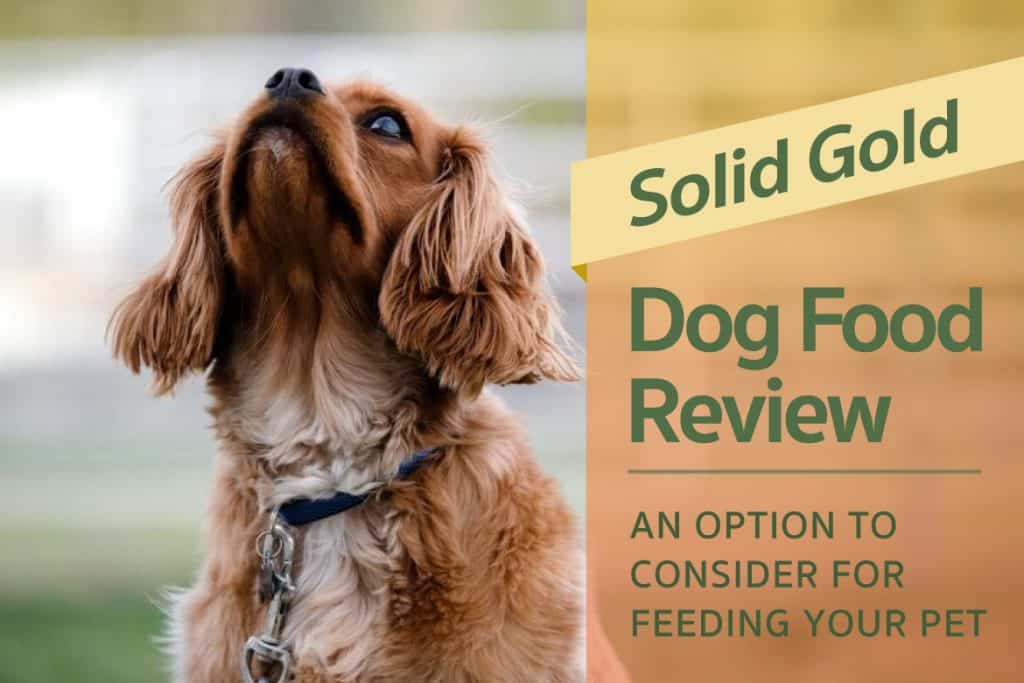 Solid Gold Dog Food Review An Option to Consider for Feeding Your Pet
