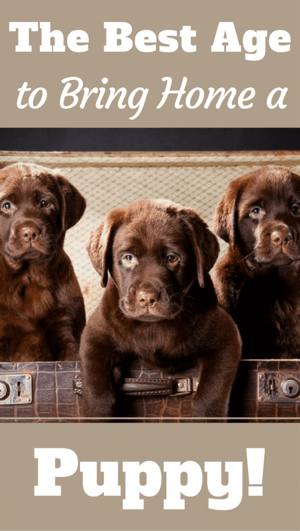 best age to a puppy what s the best age to bring a labrador puppy home best age to a puppy what s the best age to bring a labrador puppy home