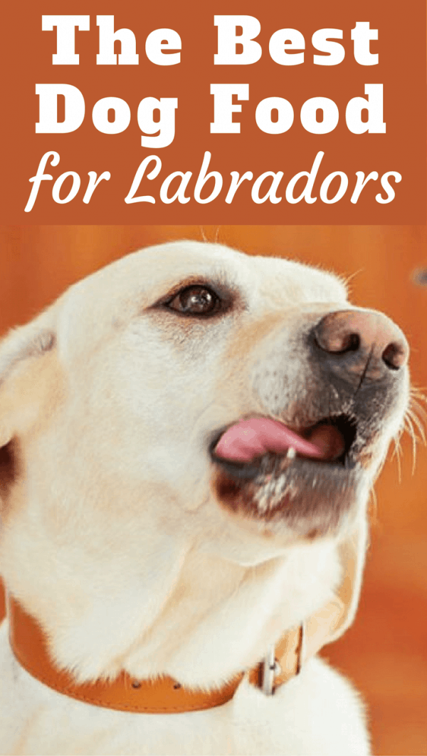 best dry dog food for labs