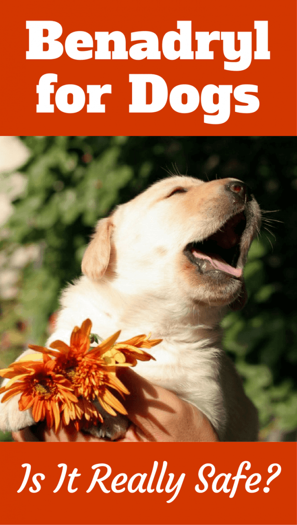 You together tramadol give benadryl and can a dog
