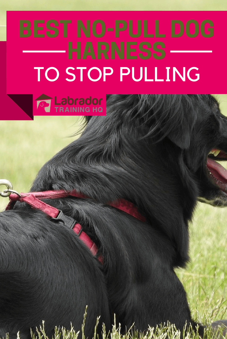 harness to stop pulling best no pull harness to stop pulling harness to stop pulling best no pull harness to stop pulling