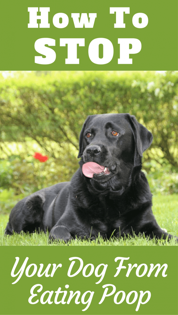 dog eating own poop dangerous