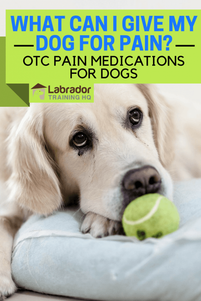 What Can I Give My Dog for Pain? OTC Pain Medications for