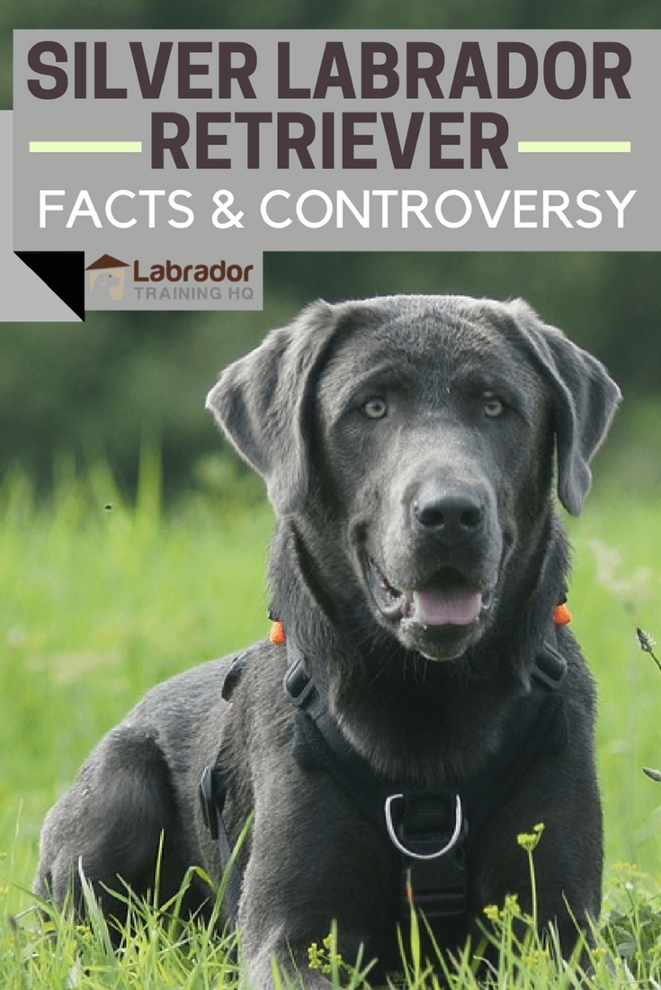 Labrador Color Chart