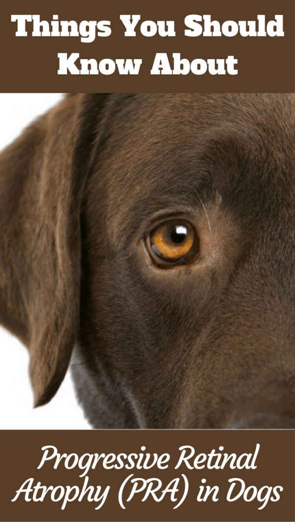 Progressive Retinal Atrophy (PRA) in Dogs What You Should Know