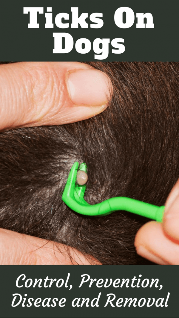 Ticks on Dogs – Control, Prevention, Disease Risk and Removal