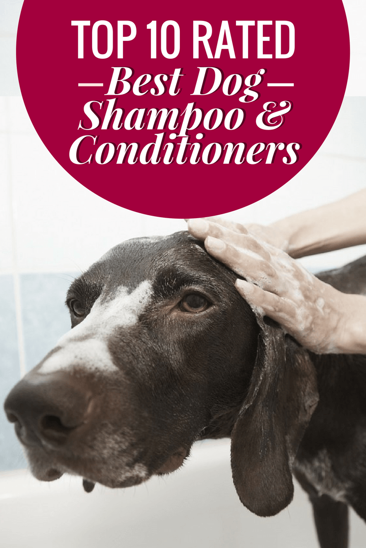best affordable dog shampoo