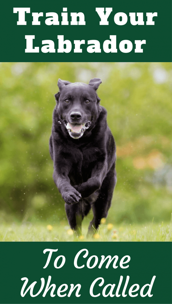 how to to come back when called recall how to your labrador to come back when called how to to come back when called recall how to your labrador to come back when called