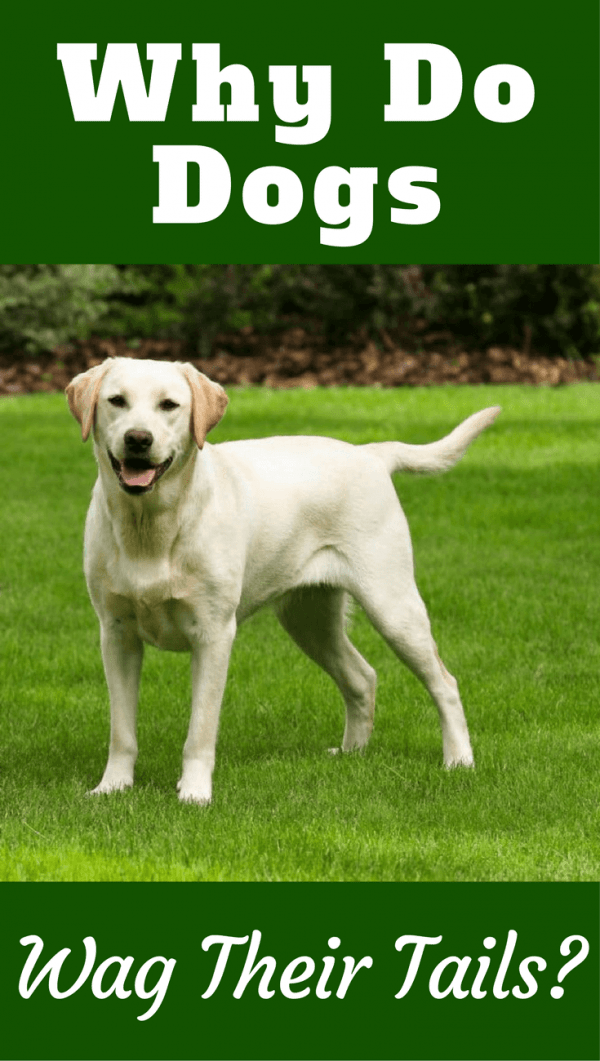 why do dogs tails why do dogs wag their tails what it really means why do dogs tails why do dogs wag their tails what it really means