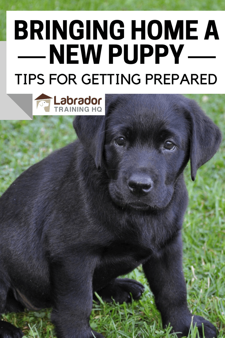 New Puppy Checklist (Preparing Your Home for Getting a Dog)