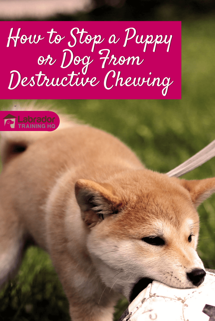 How to Stop a Puppy or Dog From Destructive Chewing