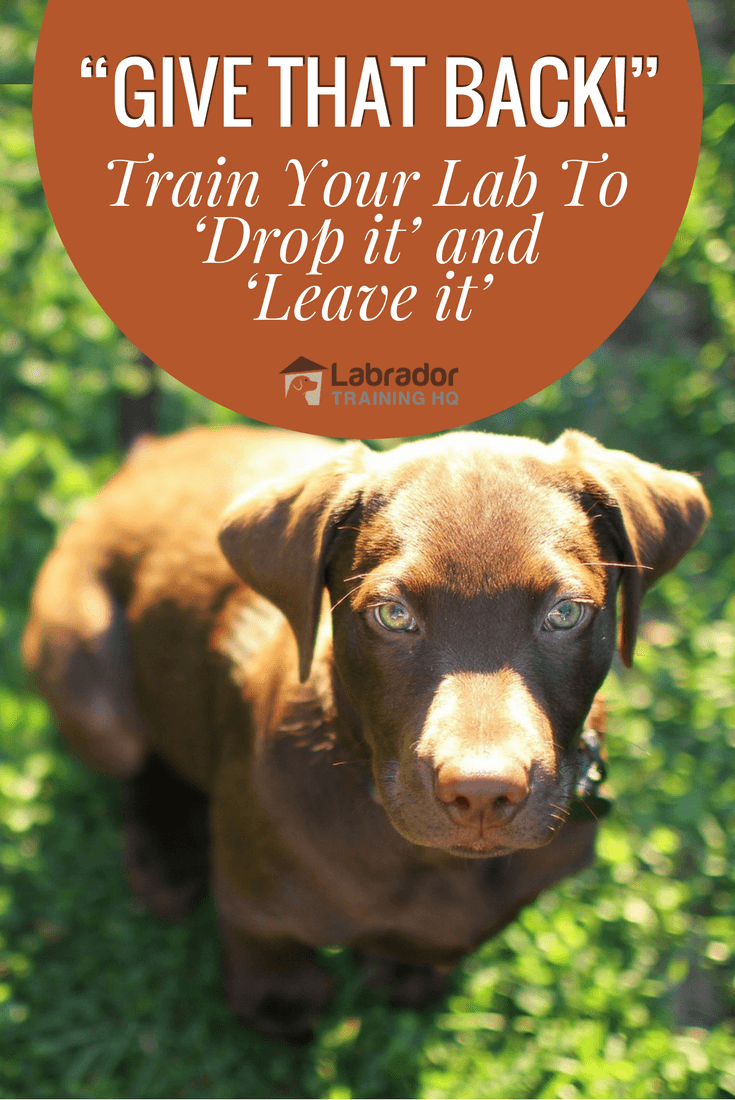 how to your to drop it give that back your lab to drop it and leave it how to your to drop it give that back your lab to drop it and leave it