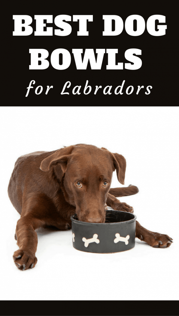Best Dog Bowls for Labradors [Also for Heavy, Big & Extra Large Breed Dogs]