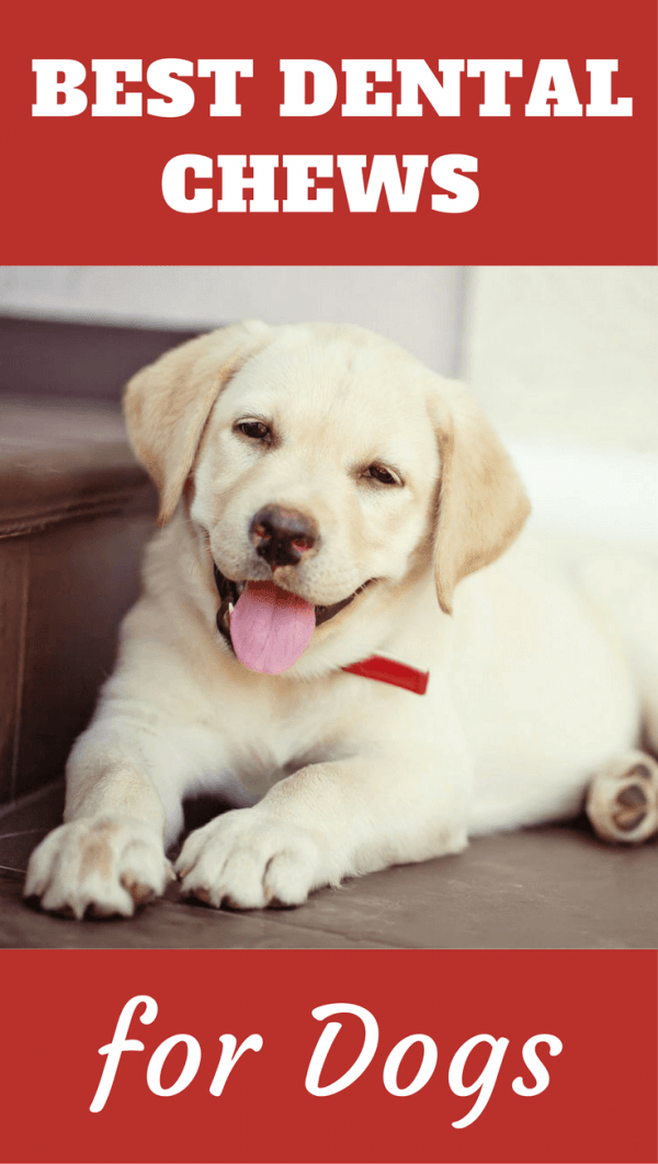 Chew Treats For Dogs Teeth Chew Treats For Dogs Teeth