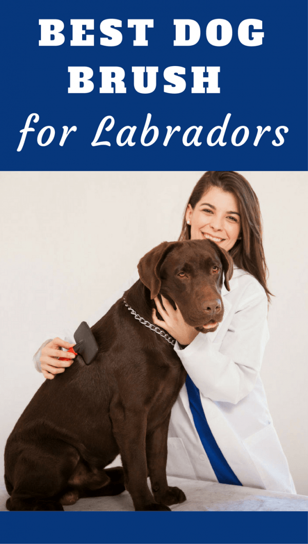 best hair brush for labrador