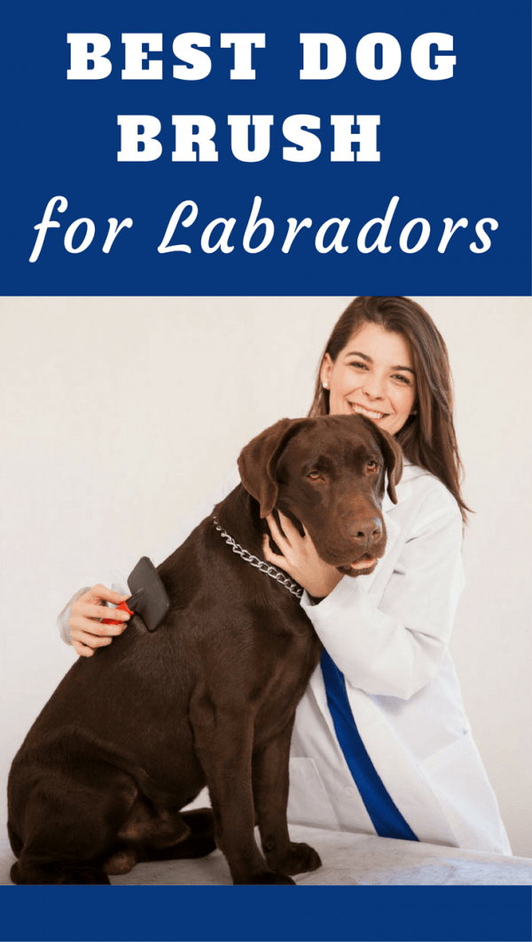 best brush for labrador shedding