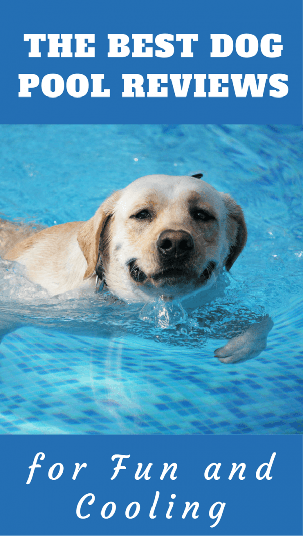 The Best Dog Pools for Large Dogs to Take a Splash! [Reviewed for 2020]