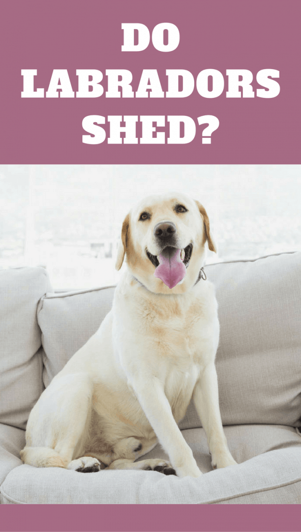 white long haired labrador