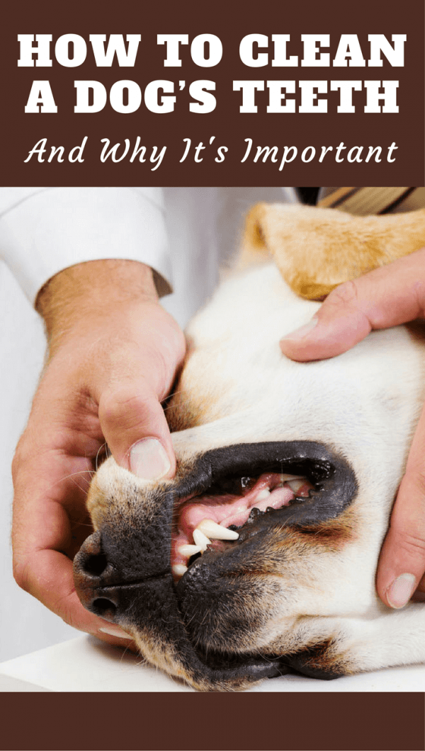 How To Clean A Dog's Teeth And Why It's So Important