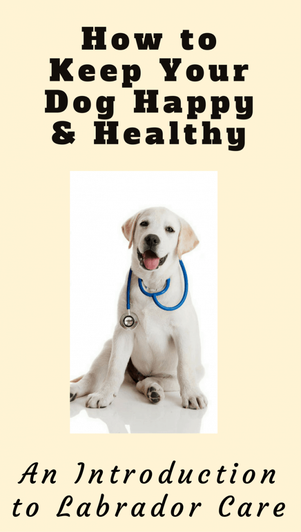 labrador retriever care