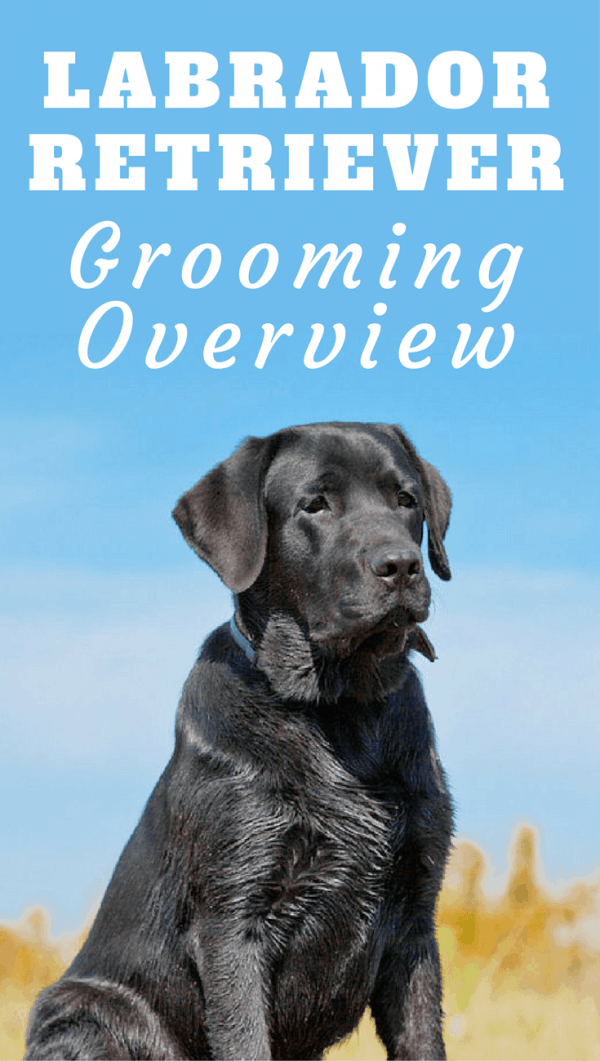 best hair brush for labrador