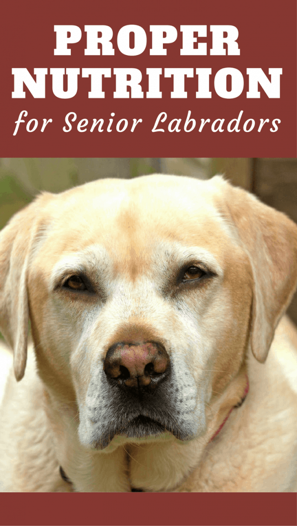 Best Dog Food For Senior Labradors Best Dog Food For Senior Labradors