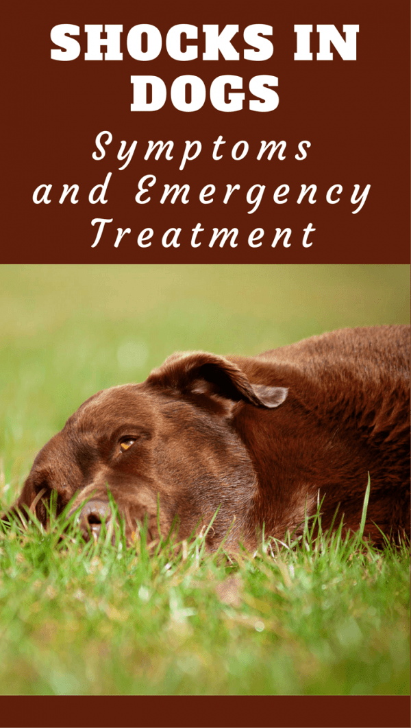 Shock in dogs can have many causes. Untreated, it can be a killer. Know how to recognize the symptoms and give emergency first aid by following our guide.