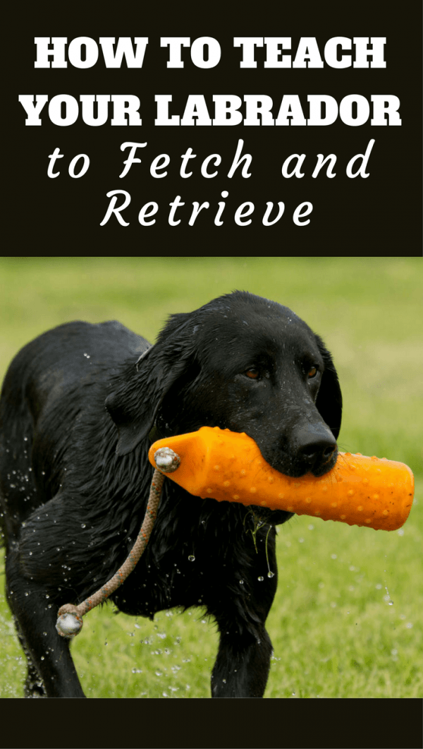 how to a to fetch a how to teach your labrador to fetch and retrieve how to a to fetch a how to teach your labrador to fetch and retrieve