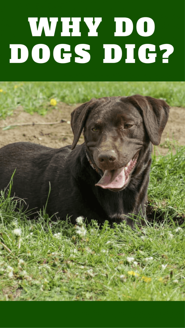 why do dogs you why do dogs dig there s many more reasons than you think why do dogs you why do dogs dig there s many more reasons than you think