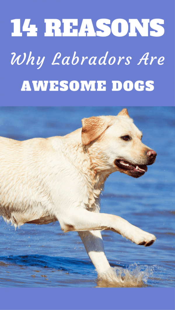 Orijen Dog Food For Labradors Orijen Dog Food For Labradors