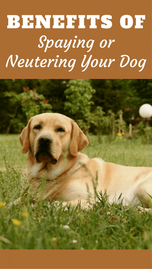 when to neuter a labrador