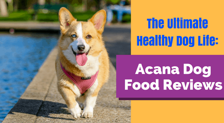 acana senior dog food canada