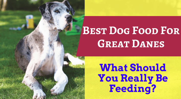 dog food for great dane puppies