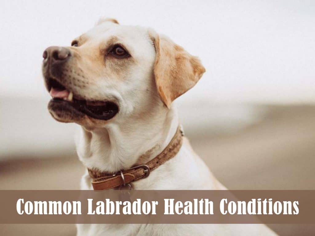 The Most Common Labrador Health Conditions and How to Prevent Them LabradorTrainingHQ