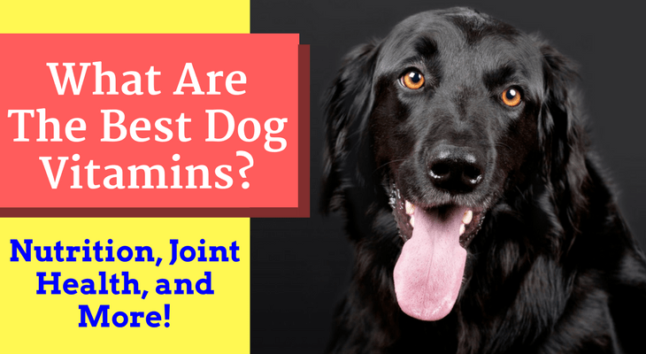 best vitamins for labrador retrievers