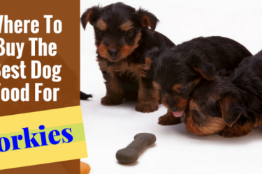 Best Dog Food Brand For Yorkies Best Dog Food Brand For Yorkies
