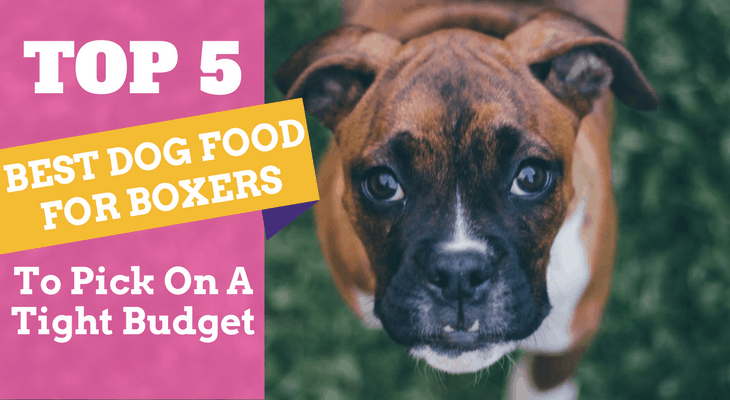 how much should a boxer puppy eat a day