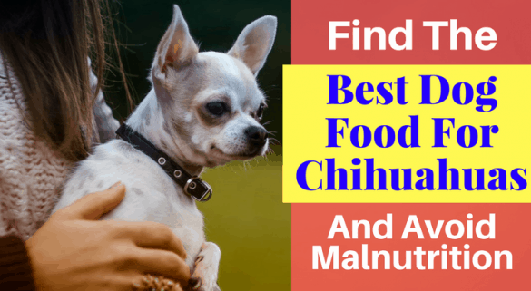 Find The Best Dog Food For Chihuahuas And Avoid Malnutrition!