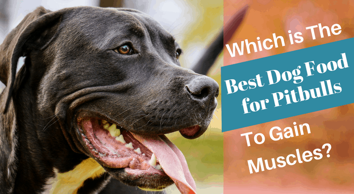 best food for pitbulls to gain muscle