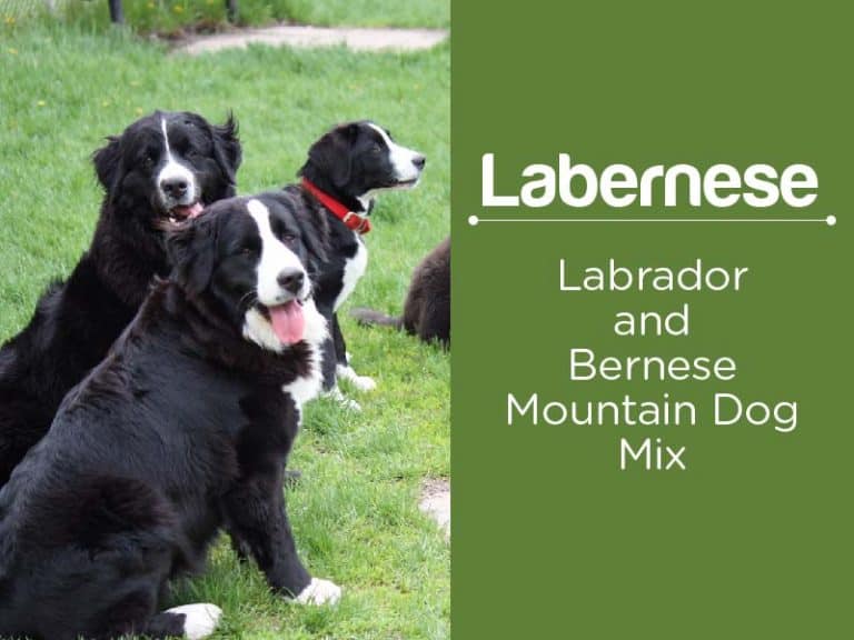 Labernese Facts About Bernese Mountain Dog Lab Mix (Gentle Giants!)