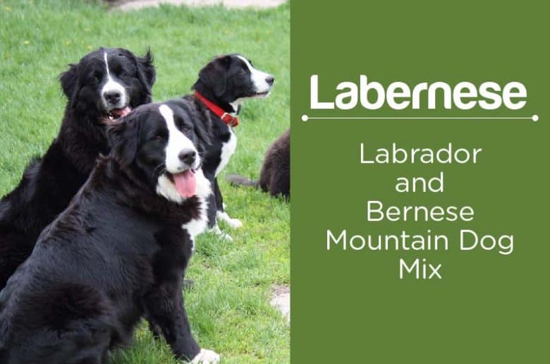 Bernese Mountain Dog Pictures Facts Bernese Mountain Dog Pictures Facts