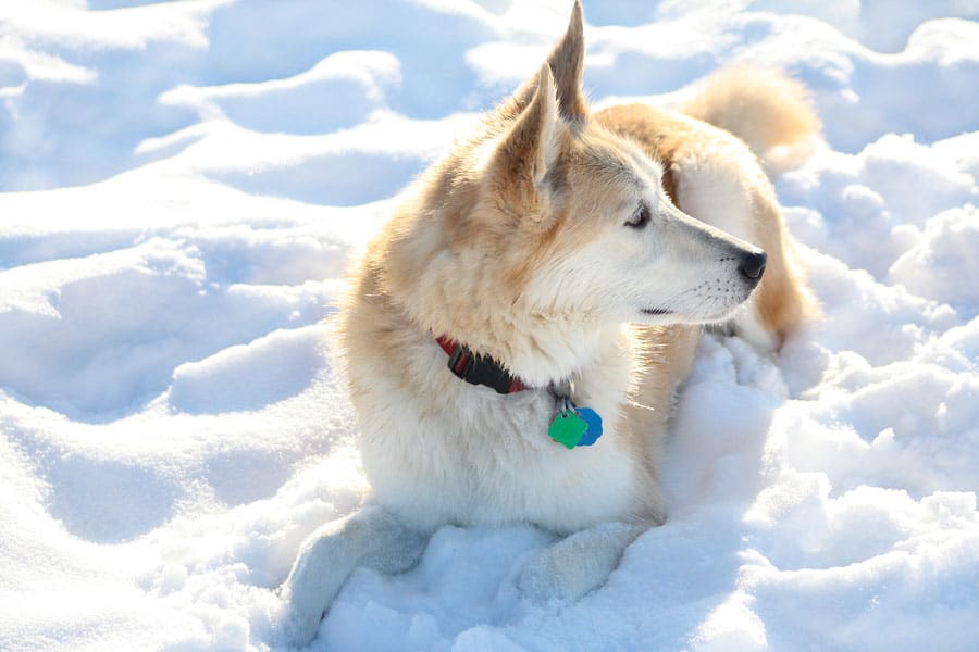 a golden retriever mixed with a husky