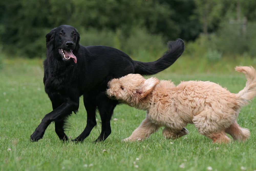 black lab golden retriever mix